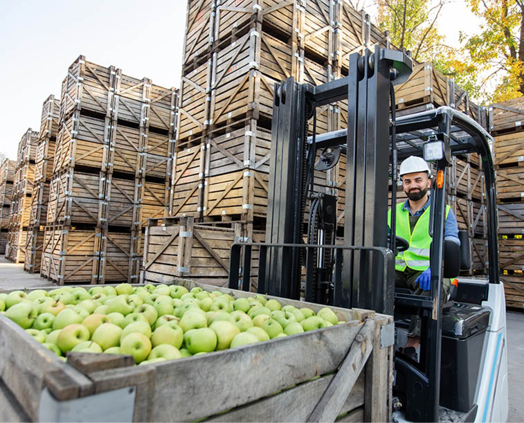 Loading apples with forklift, transport of goods to industrial production juice  Fruits and food distribution  Millennial man in helmet drives truck, lift up fruit, on many wooden boxes background